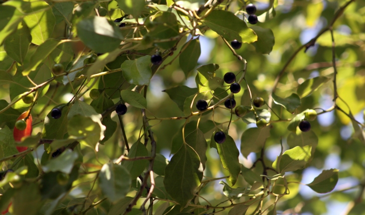 Cinnamomum camphora L.