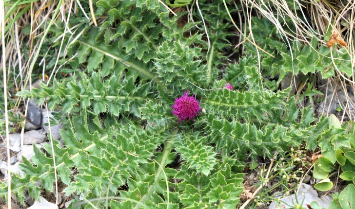 Cirsium acaulon ((L.) Scop., 1769)