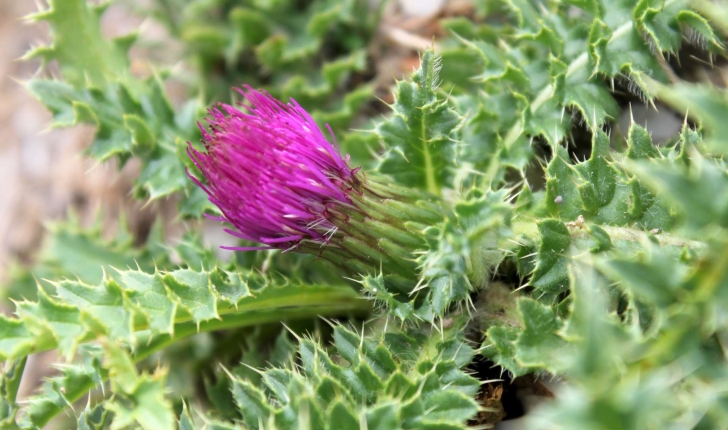 Cirsium acaulon ((L.) Scop., 1769)