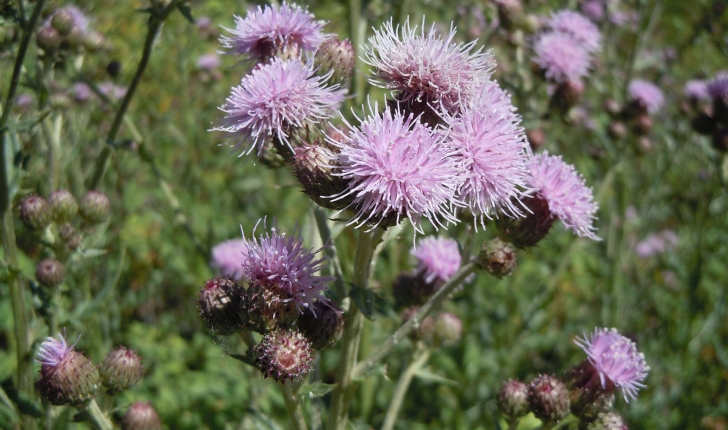 Cirsium sp.