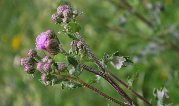Cirsium sp.