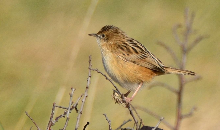 Cisticola juncidis (Rafinesque, 1810)