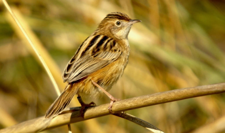 Cisticola juncidis (Rafinesque, 1810)