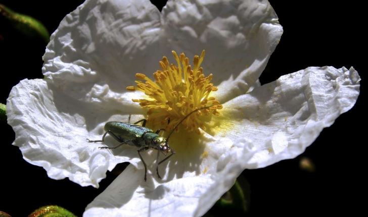 Cistus laurifolius Crédit:  jacinta lluch valero (flickr) 1