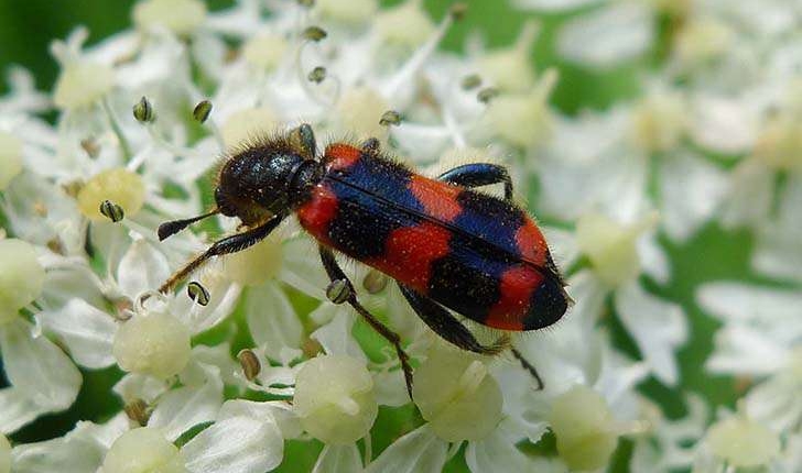 Trichodes apiarius (Linnaeus, 1758) 