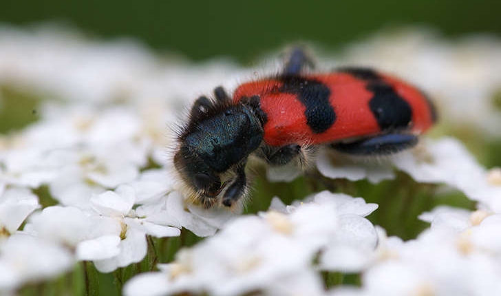 Trichodes apiarius (Linnaeus, 1758) 