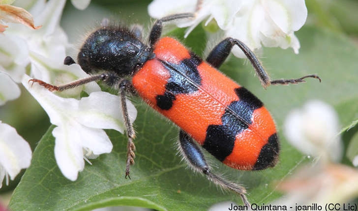 Trichodes apiarius (Linnaeus, 1758) 