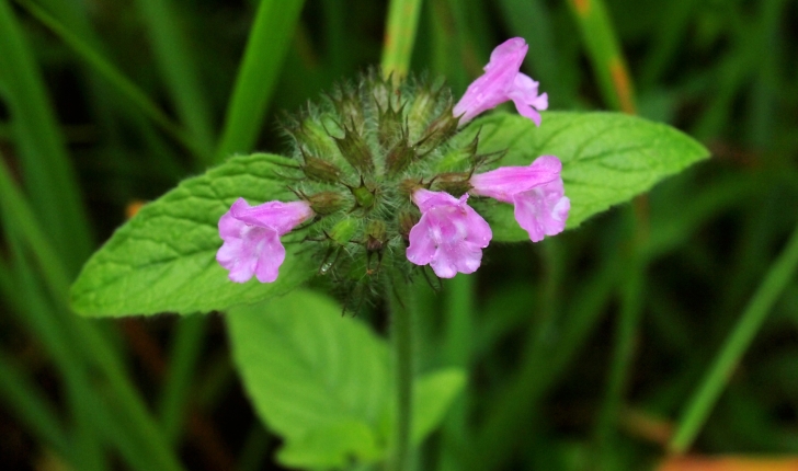 Clinopodium vulgare L., 1753