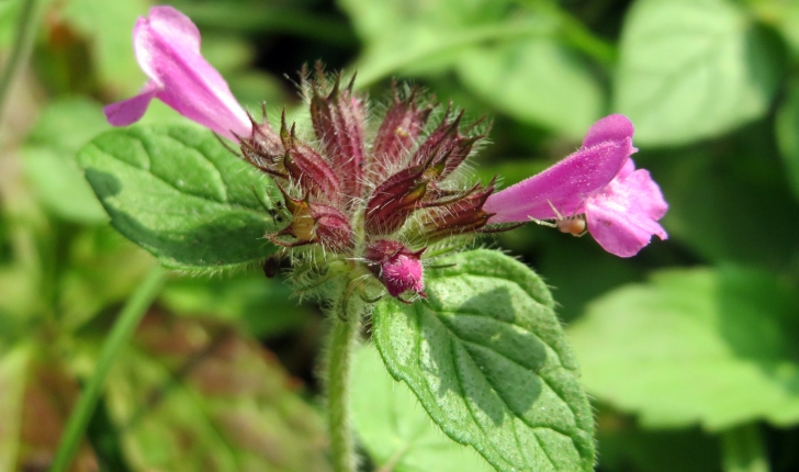 Clinopodium vulgare L., 1753