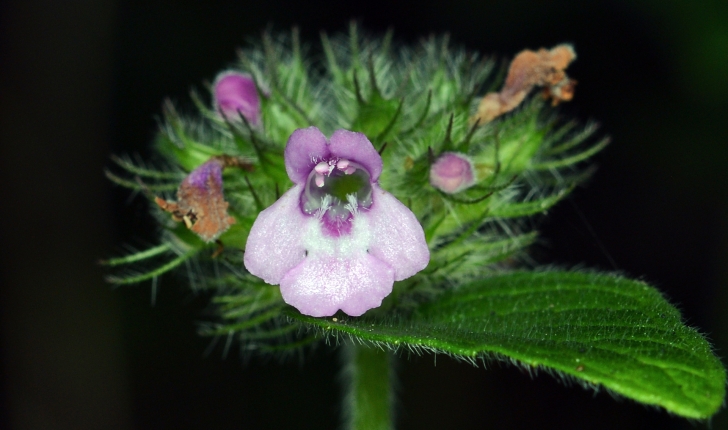 Clinopodium vulgare L., 1753