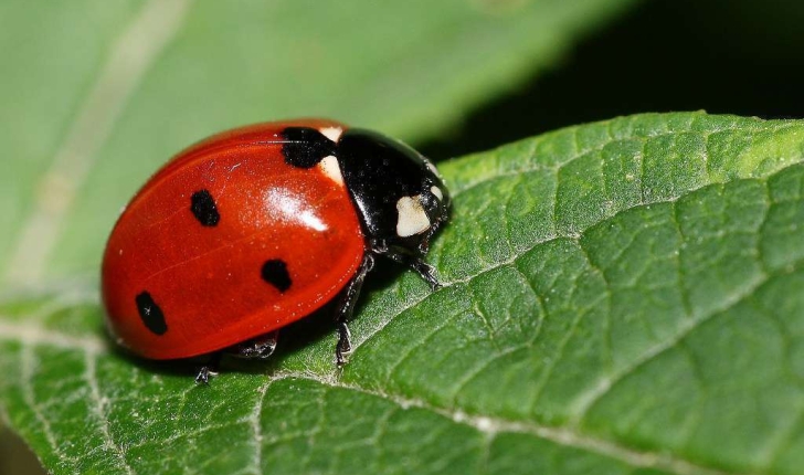 Coccinella septempunctata (Linnaeus, 1758)
