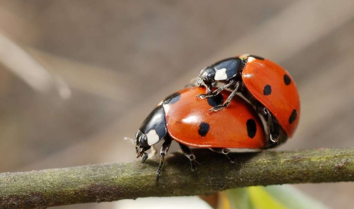 Coccinella septempunctata (Linnaeus, 1758)
