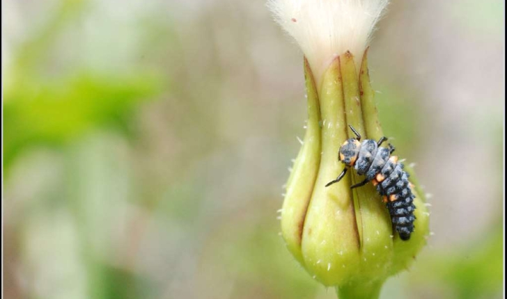 Coccinella septempunctata (Linnaeus, 1758)