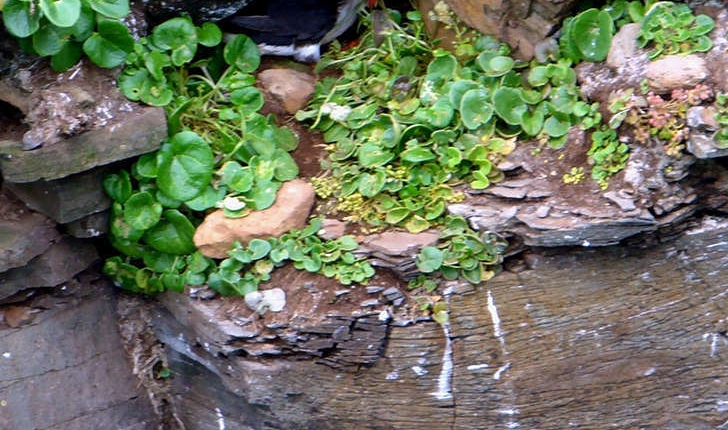Cochlearia officinalis (L., 1753)