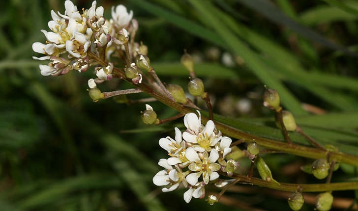 Cochlearia officinalis (L., 1753)