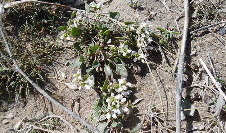 Cochlearia officinalis (L., 1753)