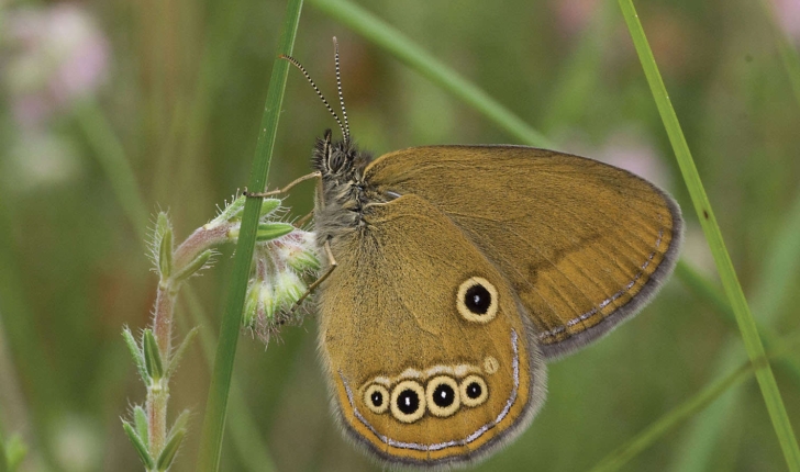 Fadet des laîches ou Oedipe (Crédits : Nature Conservation)