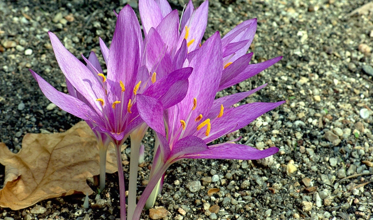 Colchicum sp.