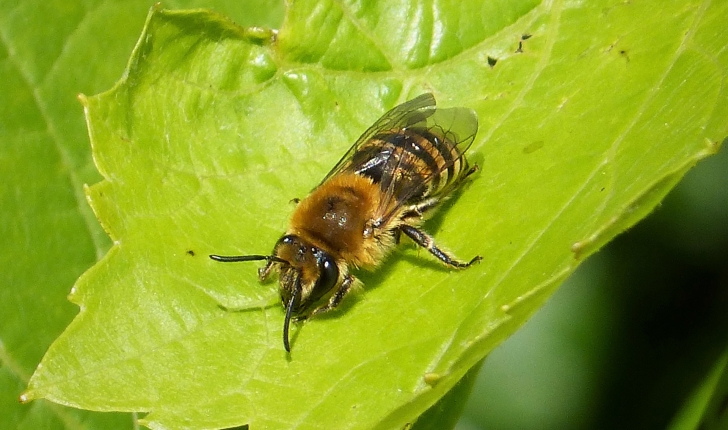 Colletes hederae (Schmidt & Westrich, 1993)