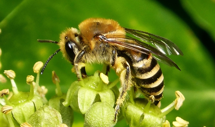 Colletes hederae (Schmidt & Westrich, 1993)
