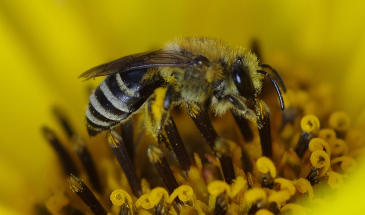 Colletes hederae (Schmidt & Westrich, 1993)
