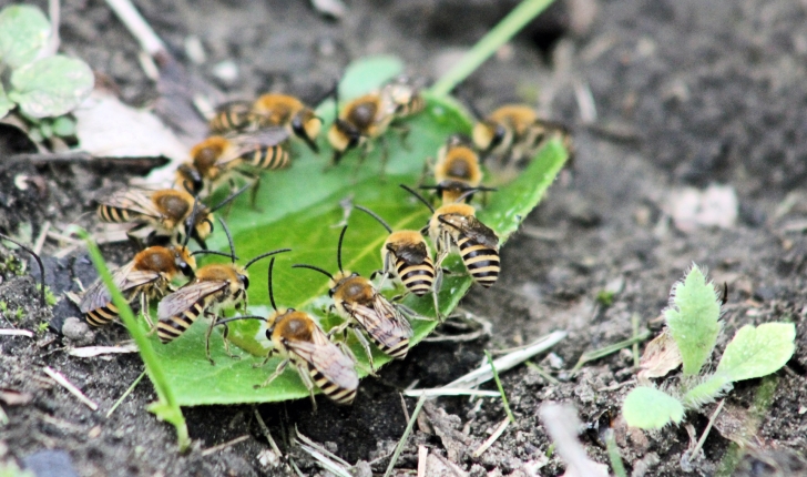 Colletes hederae (Schmidt & Westrich, 1993)