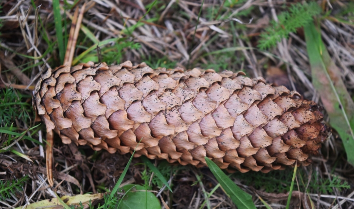 Abies alba (Mill., 1759) et Abies pectinata (Mill., 1759)