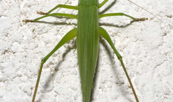 Ruspolia nitidula (Scopoli, 1786)