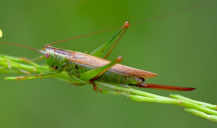 Conocephalus fuscus (Fabricius, 1793)