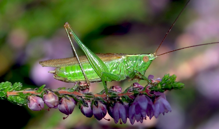 Conocephalus fuscus (Fabricius, 1793)