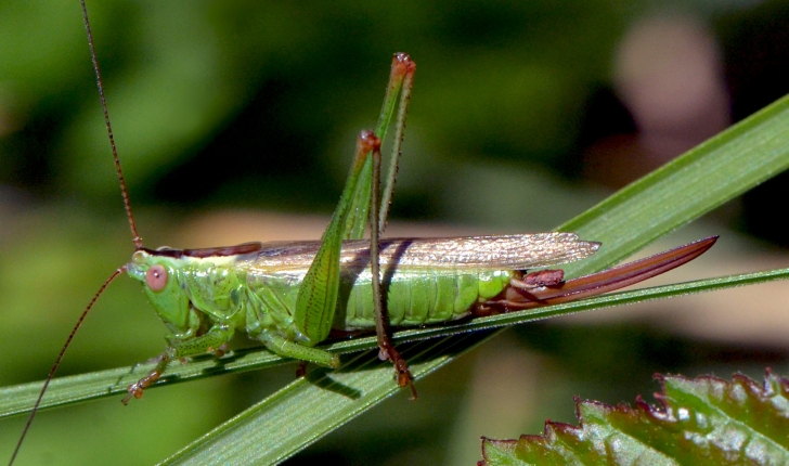 Conocephalus fuscus (Fabricius, 1793)