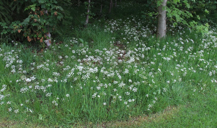 Conopodium Majus