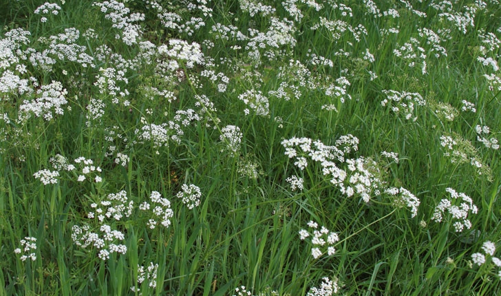 Conopodium Majus
