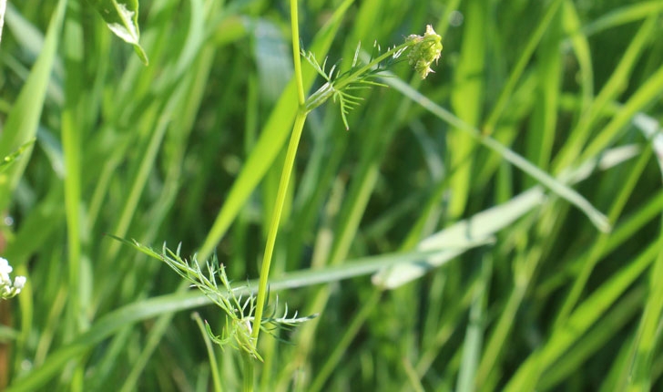Conopodium Majus