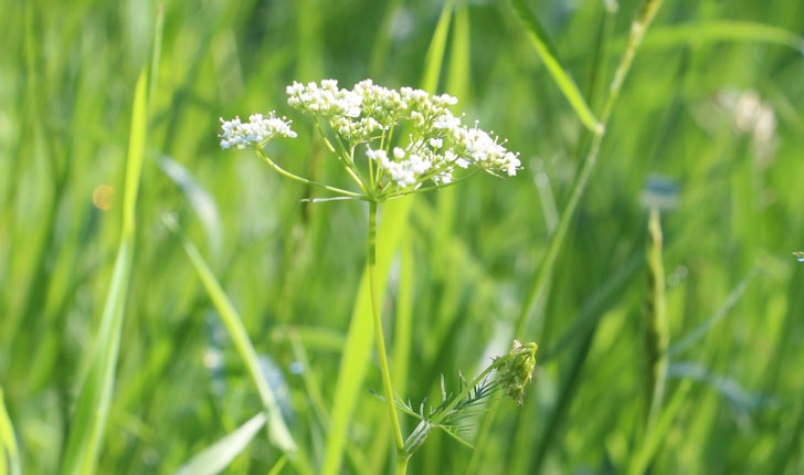Conopodium Majus