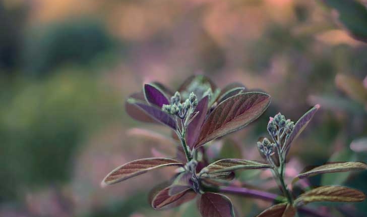 Cotoneaster lacteus