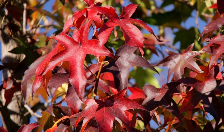 Liquidambar styraciflua, Linné 1753