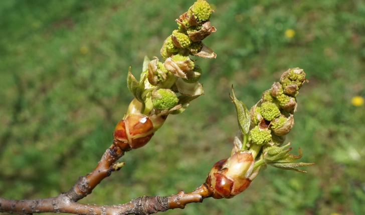 Liquidambar styraciflua, Linné 1753