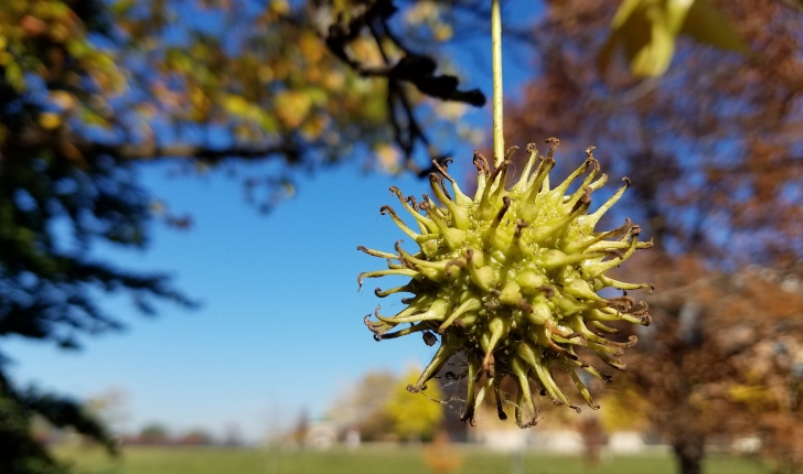 Liquidambar styraciflua, Linné 1753