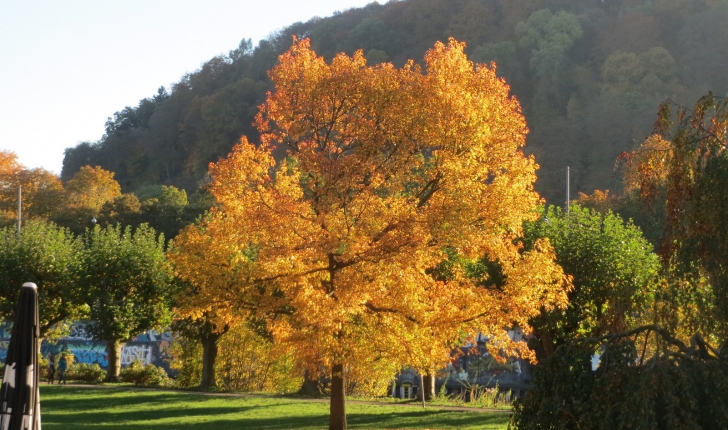 Liquidambar styraciflua, Linné 1753