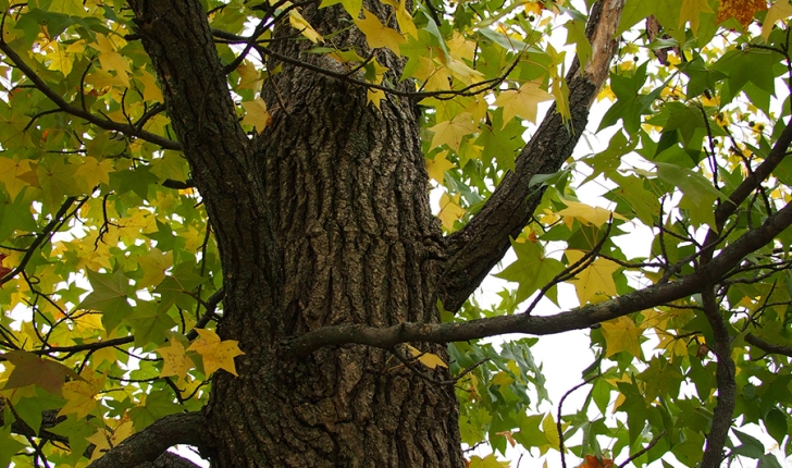 Liquidambar styraciflua, Linné 1753