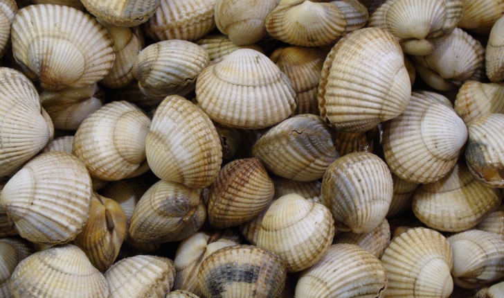 Cerastoderma edule