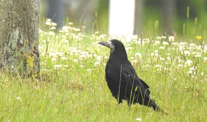 Corvus frugilegus (Linnaeus, 1758)
