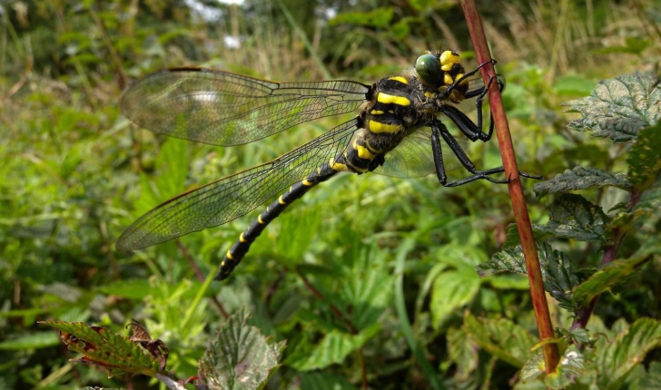 Cordulegaster boltonii 