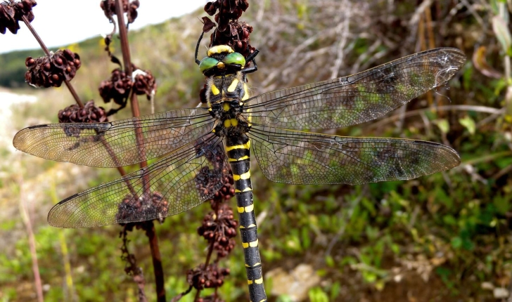 Cordulegaster boltonii 