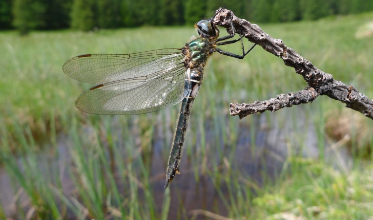 Somatochlora alpestris (Selys, 1840) 