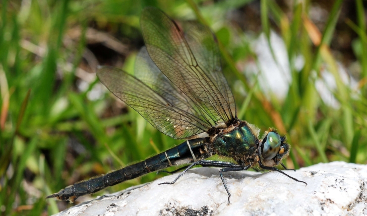 Somatochlora alpestris (Selys, 1840) 
