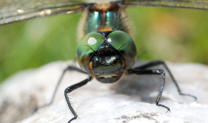 Somatochlora alpestris (Selys, 1840) 