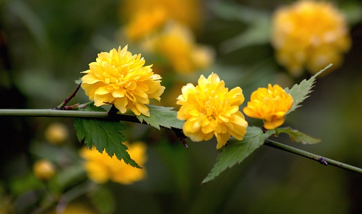 Kerria japonica (L.) DC., 1818 