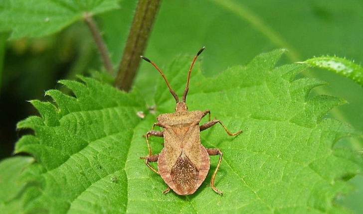 Coreus marginatus (Linnaeus, 1758)
